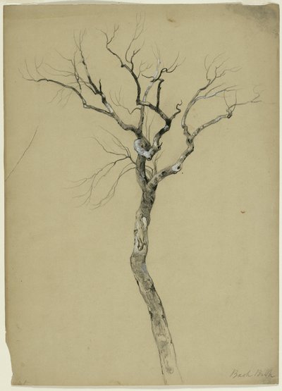 Study of a Bare Tree, South Egremont, Massachusetts by Asher Brown Durand